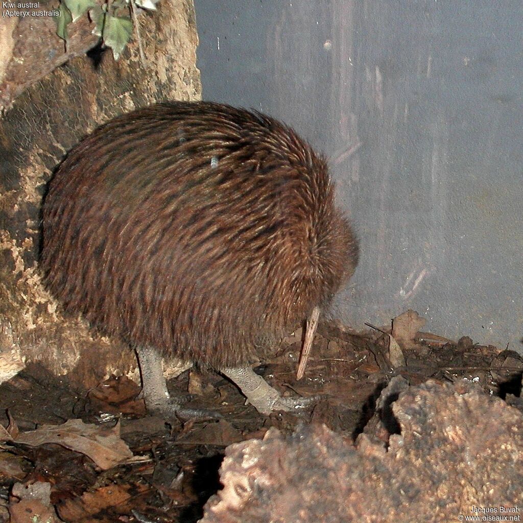 Southern Brown Kiwiadult, identification, aspect, pigmentation, drinks