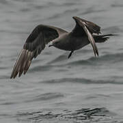 Parasitic Jaeger