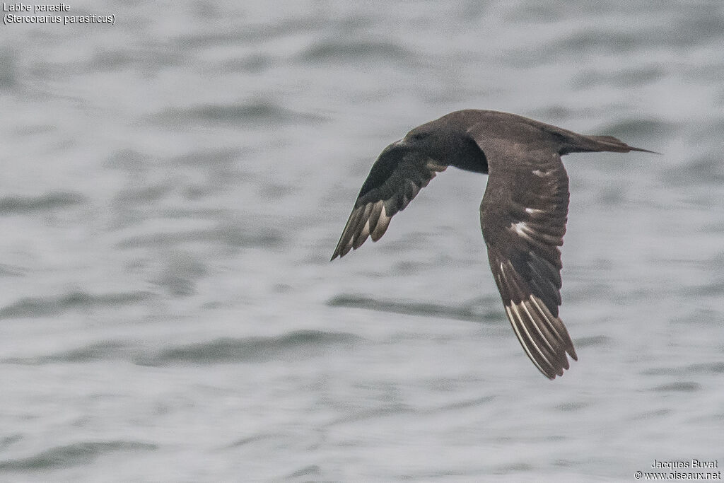 Parasitic Jaegeradult, aspect, pigmentation, Flight