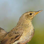 Common Grasshopper Warbler