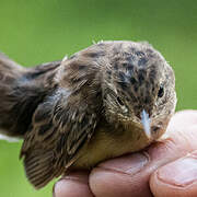 Common Grasshopper Warbler