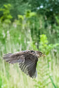 Common Grasshopper Warbler