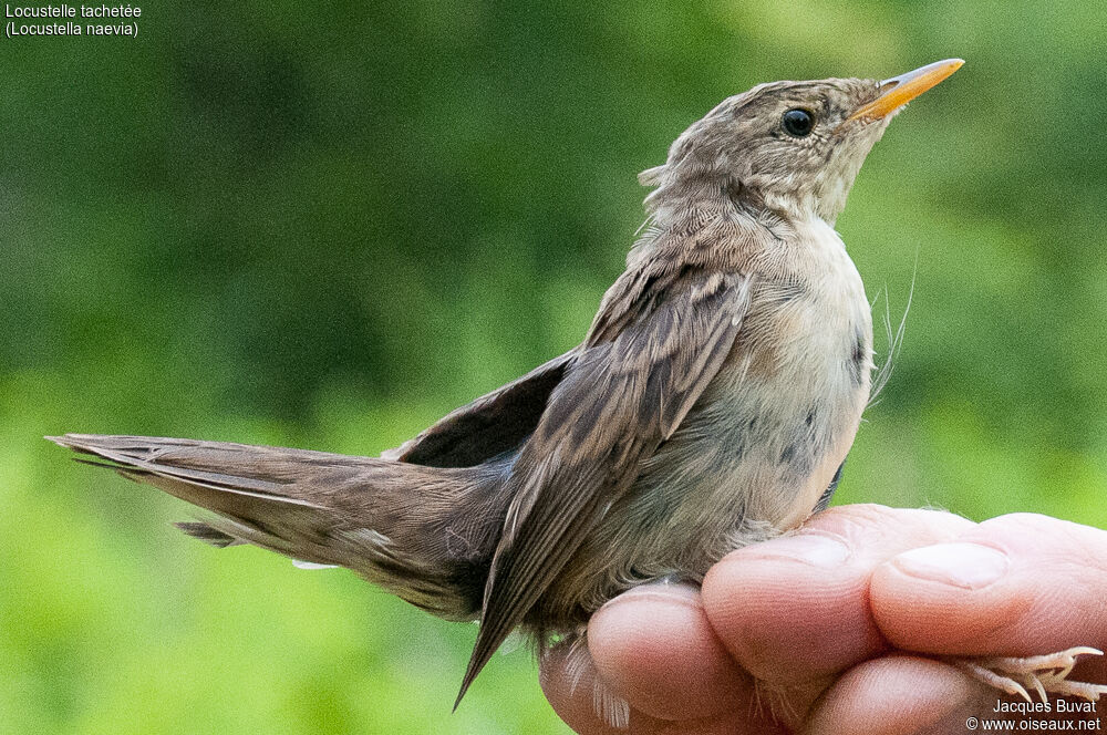 Locustelle tachetéejuvénile, identification, portrait, composition, pigmentation