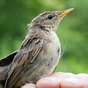 Common Grasshopper Warbler