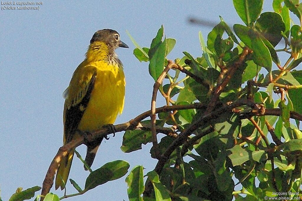 Black-hooded Oriolejuvenile