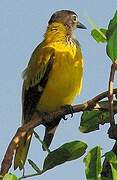 Black-hooded Oriole