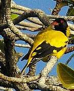 Black-hooded Oriole