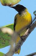 Black-hooded Oriole