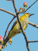 African Golden Oriole