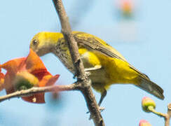 African Golden Oriole