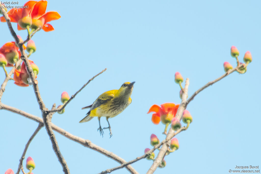 African Golden Orioleimmature