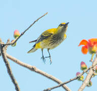 African Golden Oriole