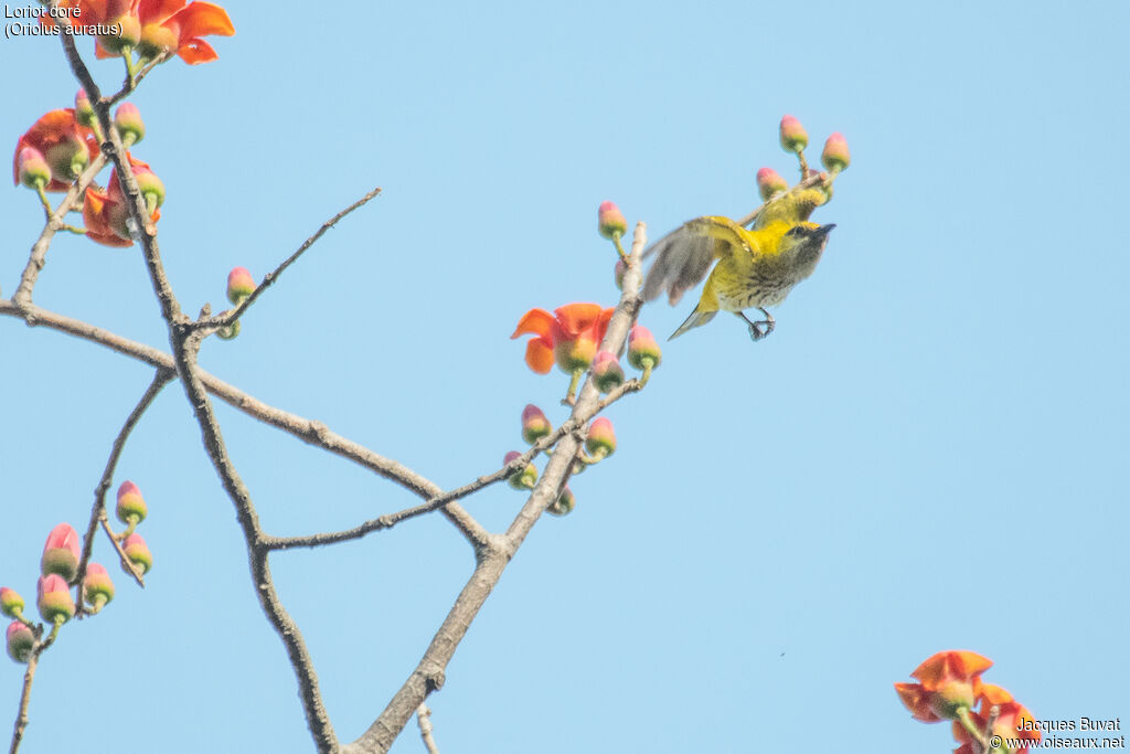 African Golden Orioleimmature