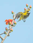 African Golden Oriole