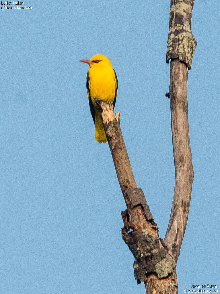 Indian Golden Oriole male adult breeding, close-up portrait, aspect, pigmentation