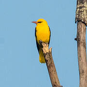 Indian Golden Oriole