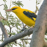 Indian Golden Oriole