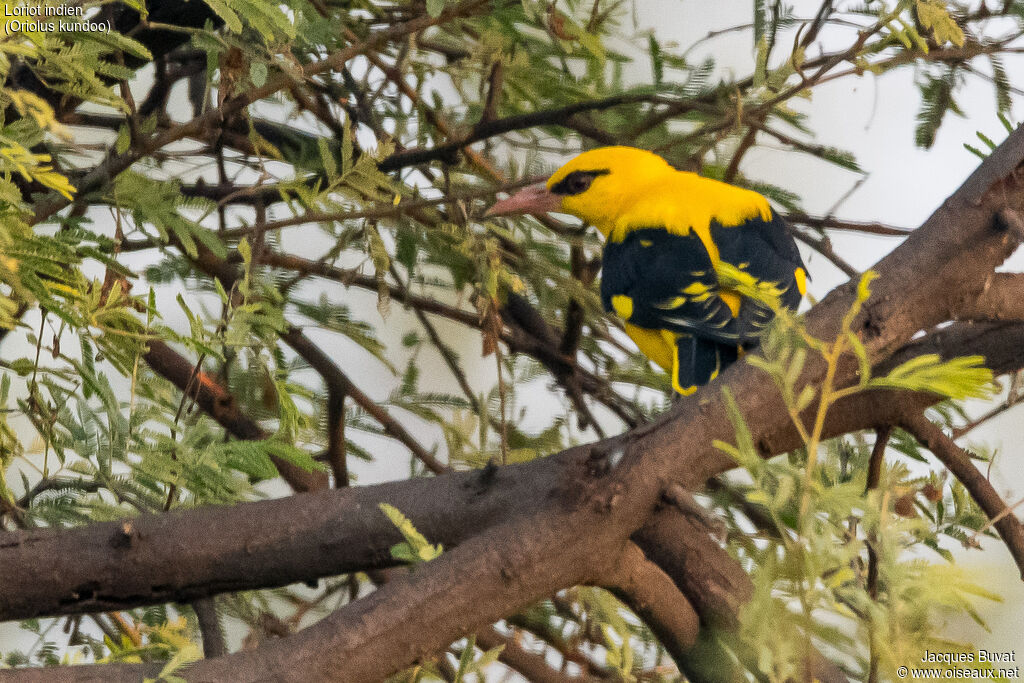 Indian Golden Oriole male adult, close-up portrait, aspect, pigmentation