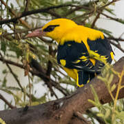 Indian Golden Oriole