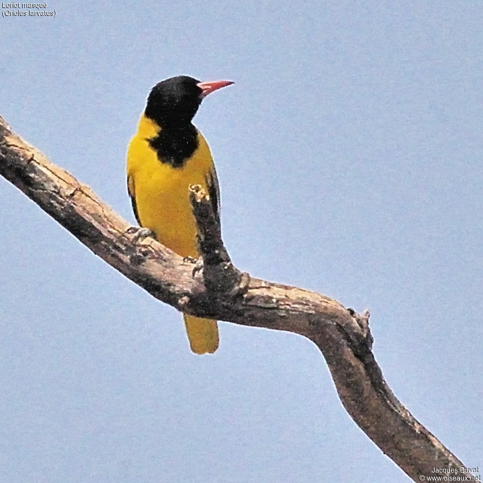 Black-headed Oriole male adult