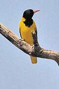 Black-headed Oriole