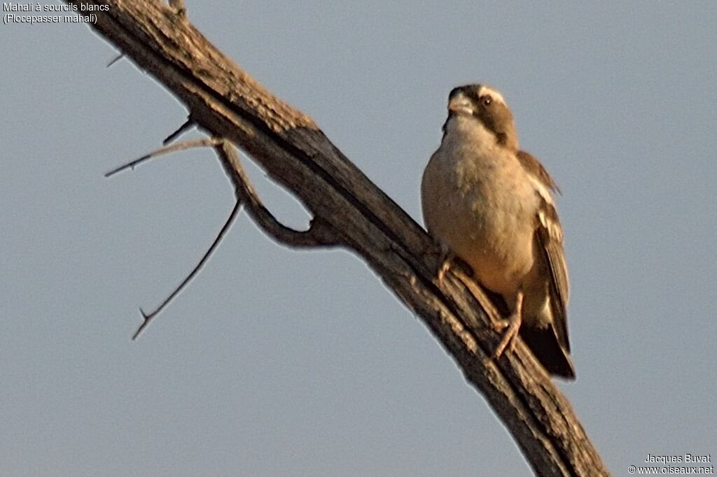 White-browed Sparrow-Weaveradult, identification