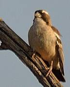 White-browed Sparrow-Weaver