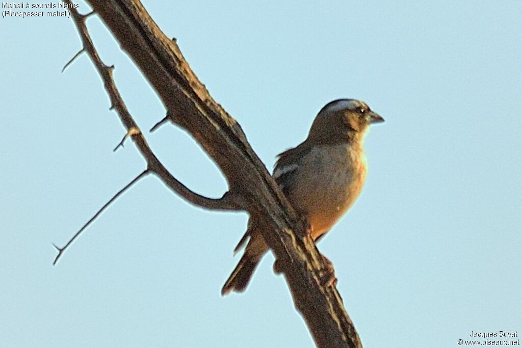 White-browed Sparrow-Weaveradult, identification