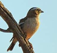 White-browed Sparrow-Weaver