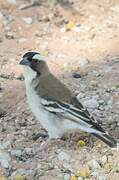 White-browed Sparrow-Weaver