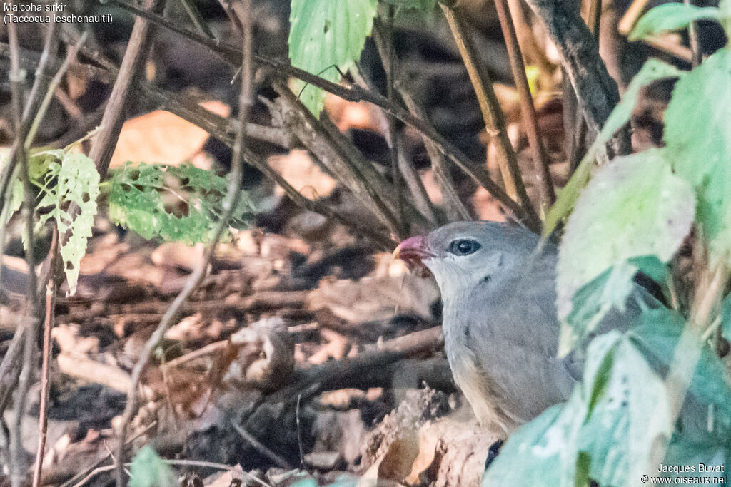 Sirkeer Malkohaadult, close-up portrait, pigmentation