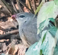 Sirkeer Malkoha