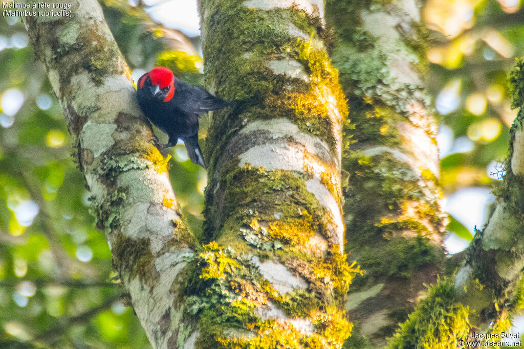 Red-headed Malimbe male adult