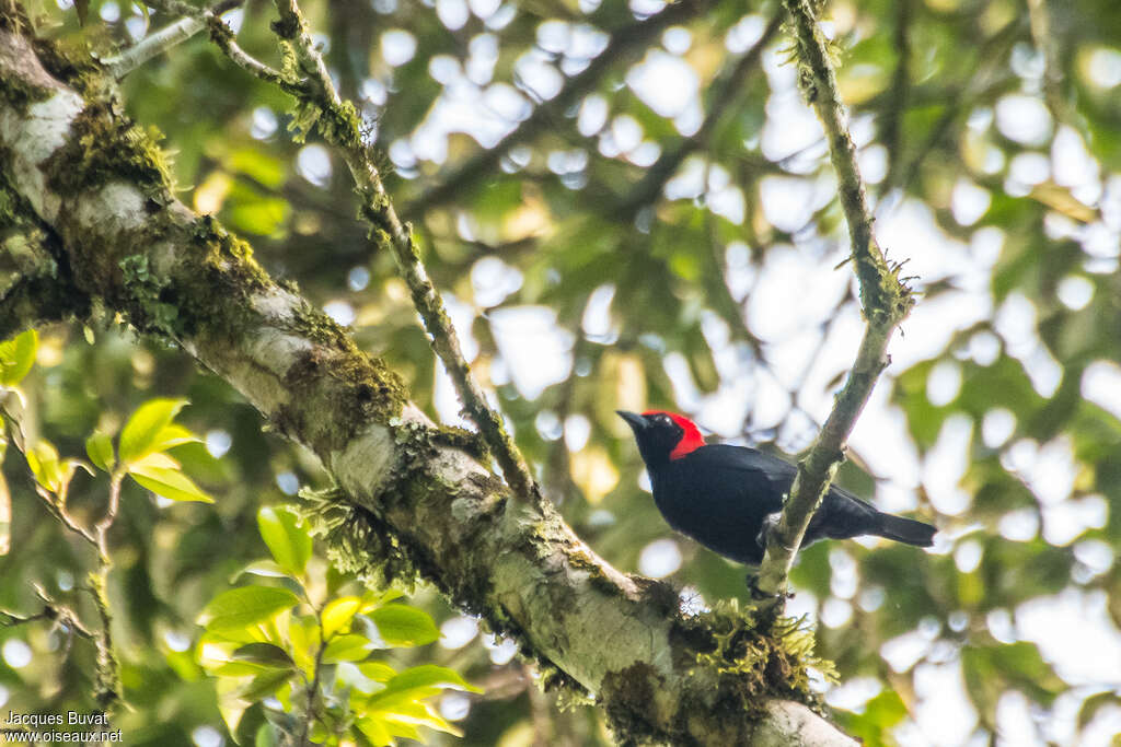 Red-headed Malimbe male adult, habitat