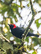 Malimbe à tête rouge