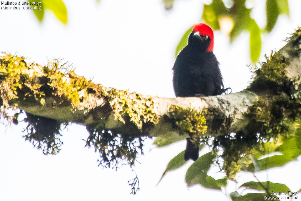 Red-headed Malimbe male