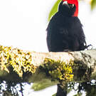 Malimbe à tête rouge