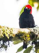 Red-headed Malimbe