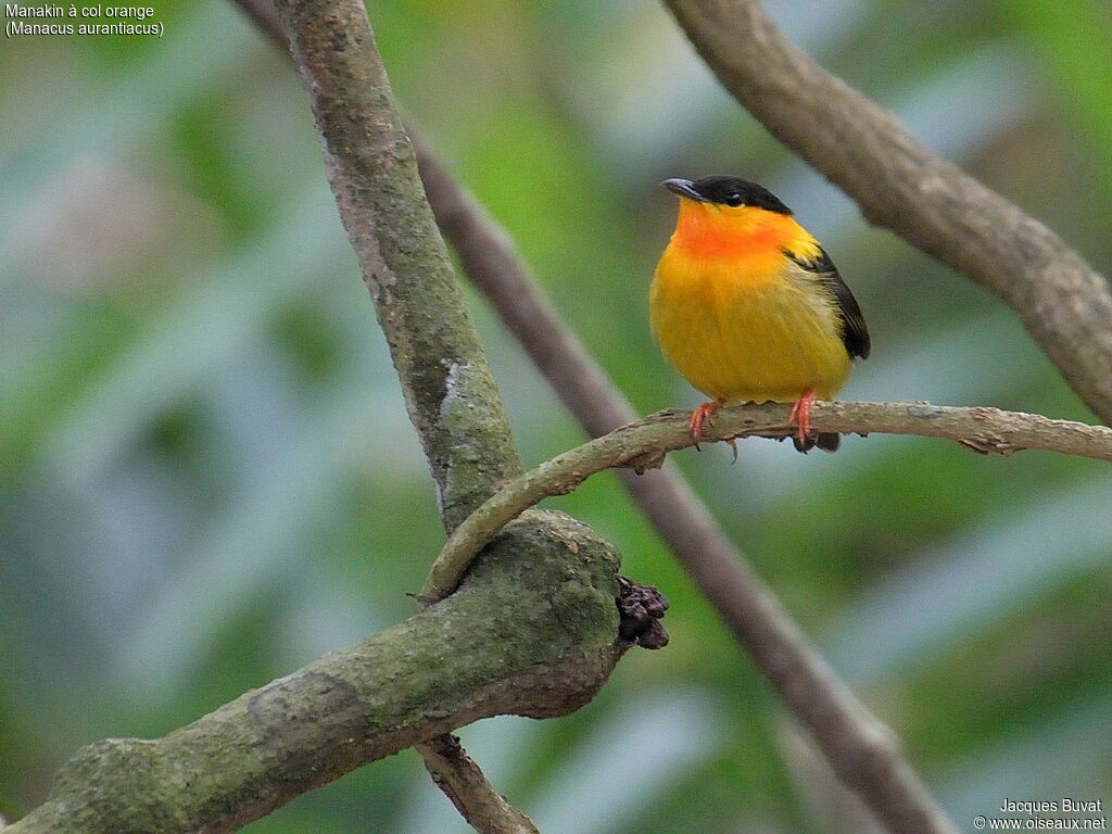 Orange-collared Manakin male adult breeding, identification, aspect, pigmentation