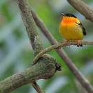 Manakin à col orange