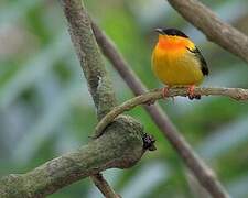 Orange-collared Manakin