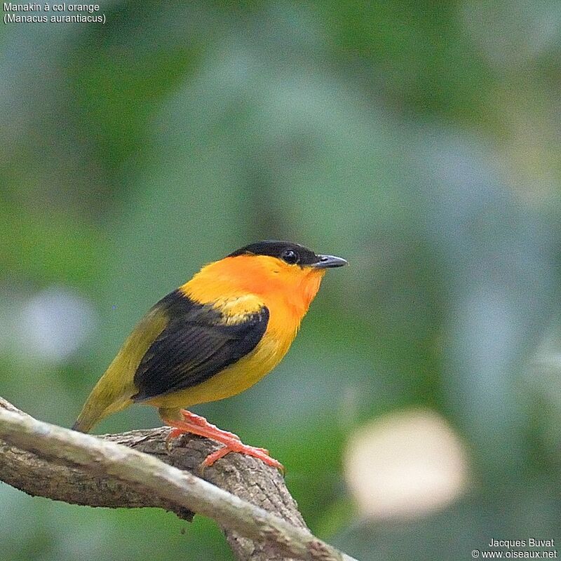 Orange-collared Manakin male adult breeding, close-up portrait, aspect, pigmentation