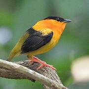 Orange-collared Manakin