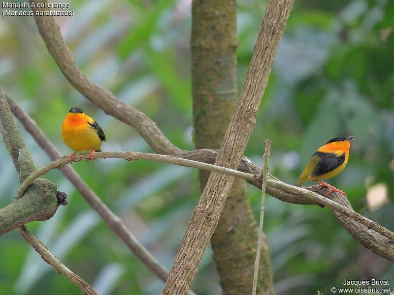 Orange-collared Manakin male adult breeding, habitat, aspect, pigmentation