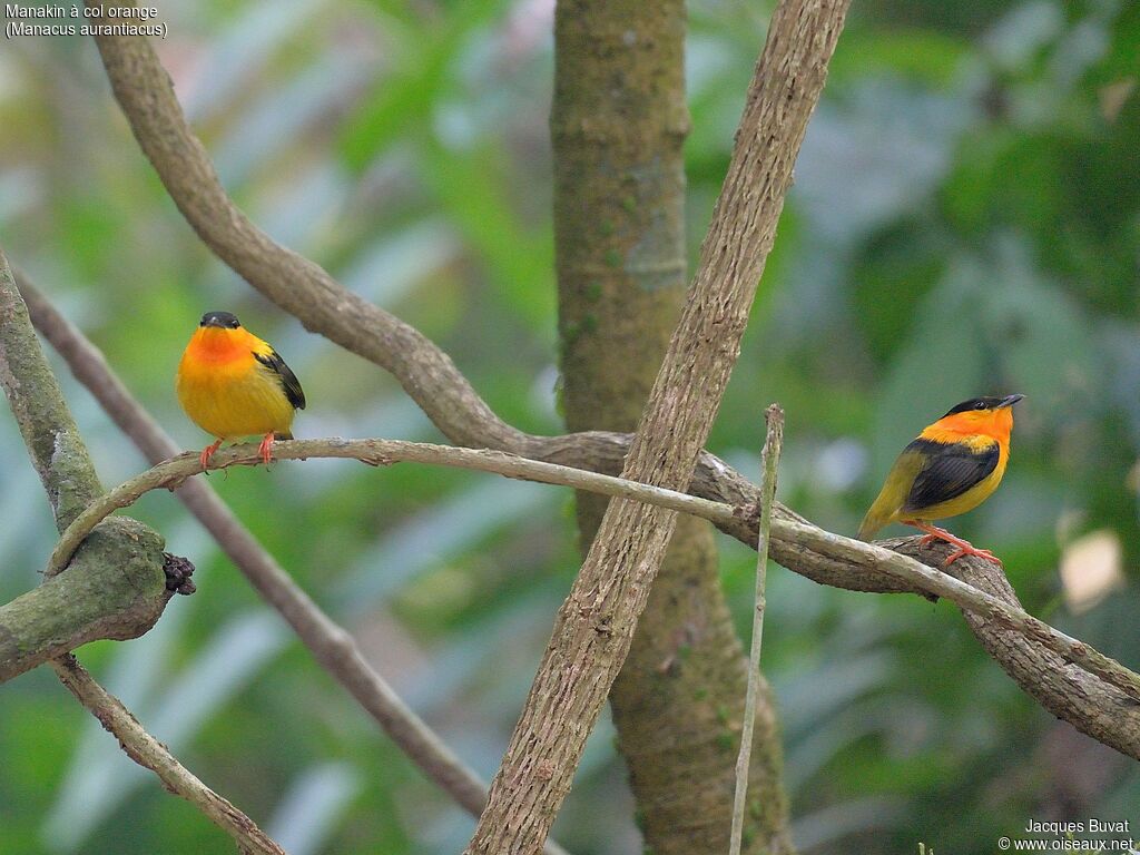 Orange-collared Manakin male adult breeding, habitat, aspect, pigmentation