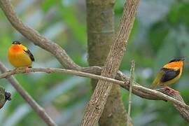 Orange-collared Manakin