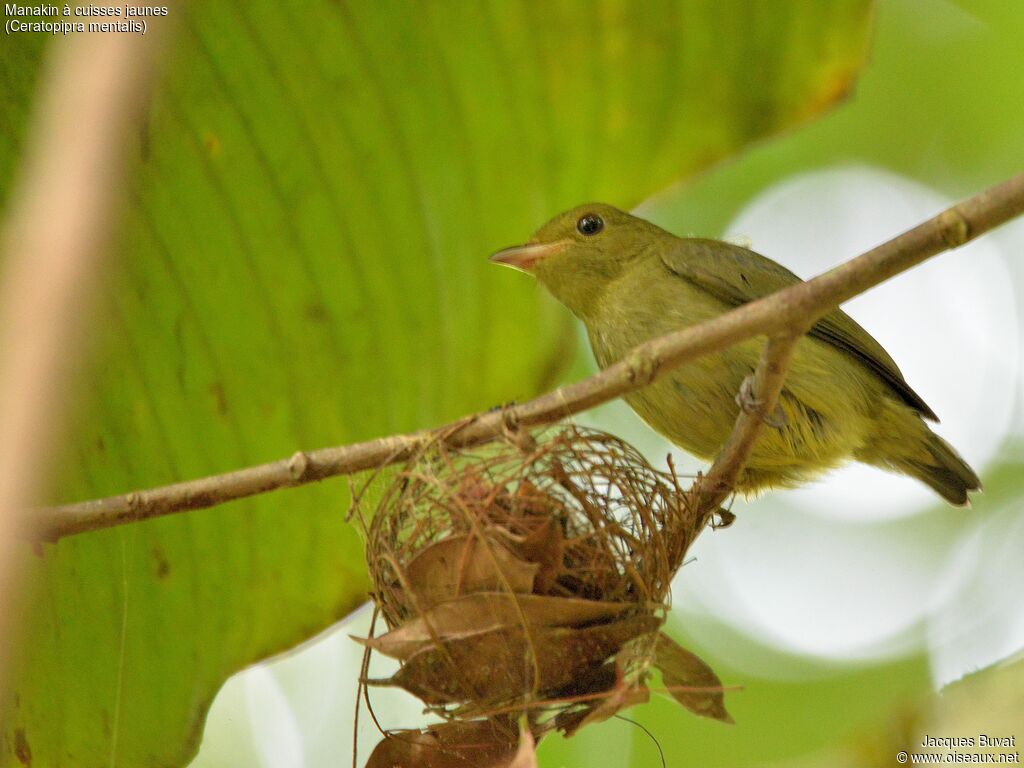 Red-capped Manakinadult