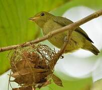 Red-capped Manakin