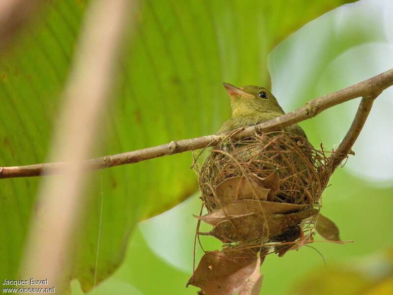Red-capped Manakin female adult, Reproduction-nesting
