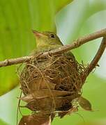 Red-capped Manakin